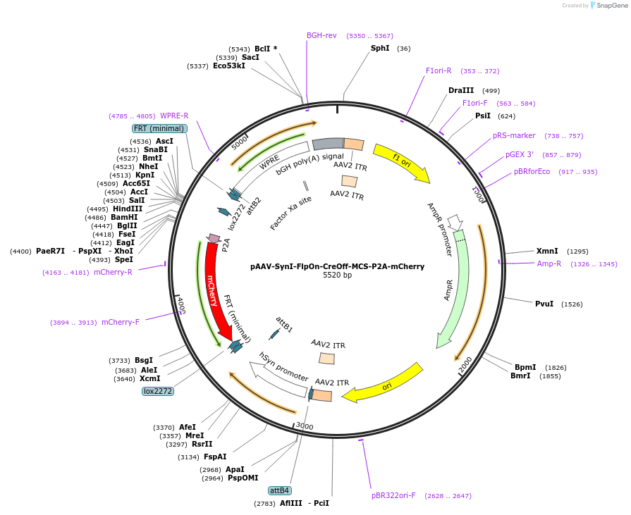 176277-plasmid-map-sequence-id-350686
