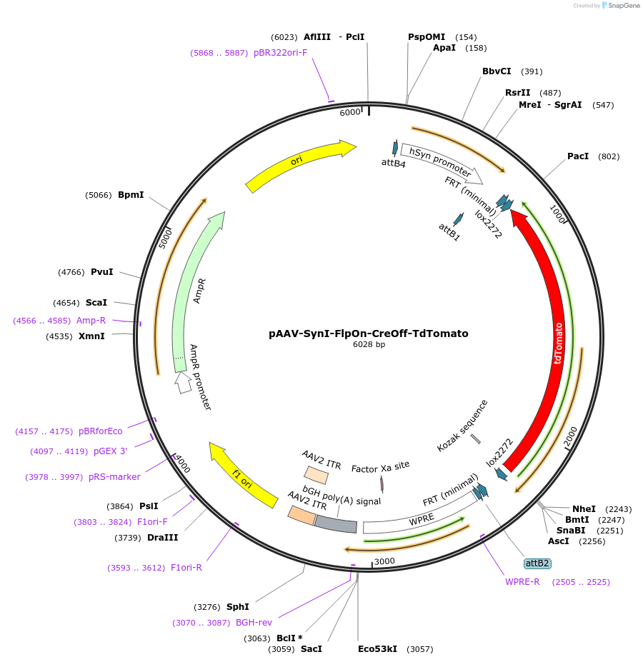 176275-plasmid-map-sequence-id-350688