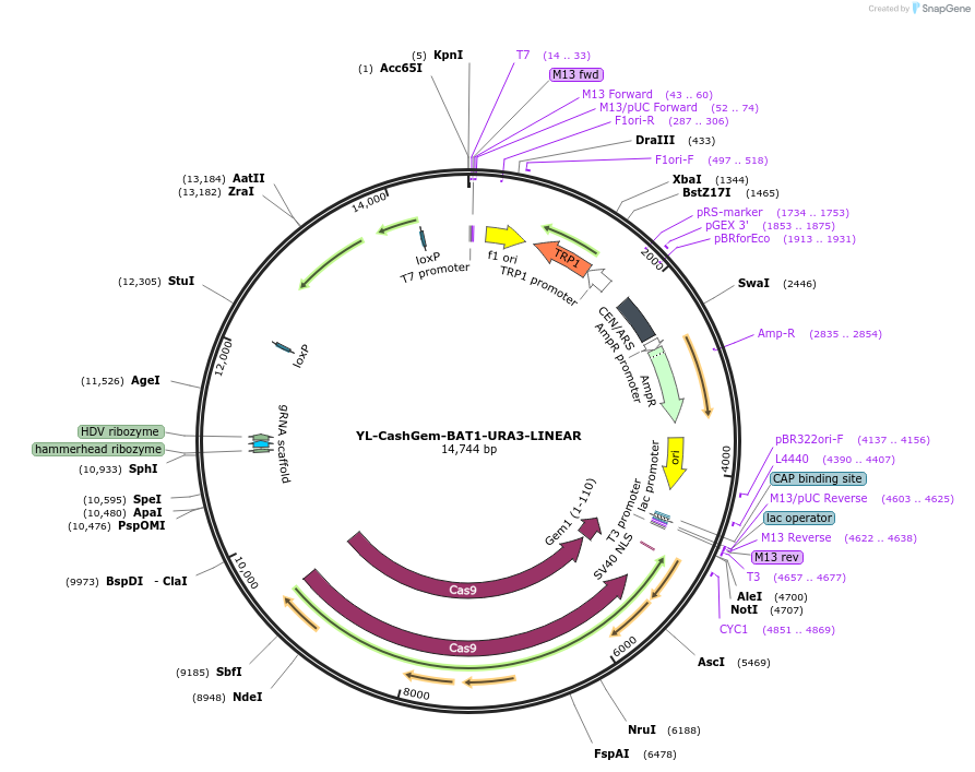 174837-plasmid-map-sequence-id-350708