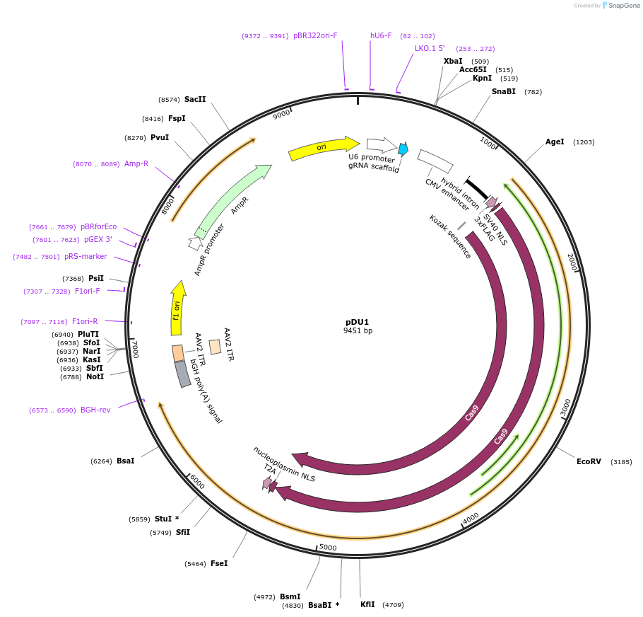 169817-plasmid-map-sequence-id-350715