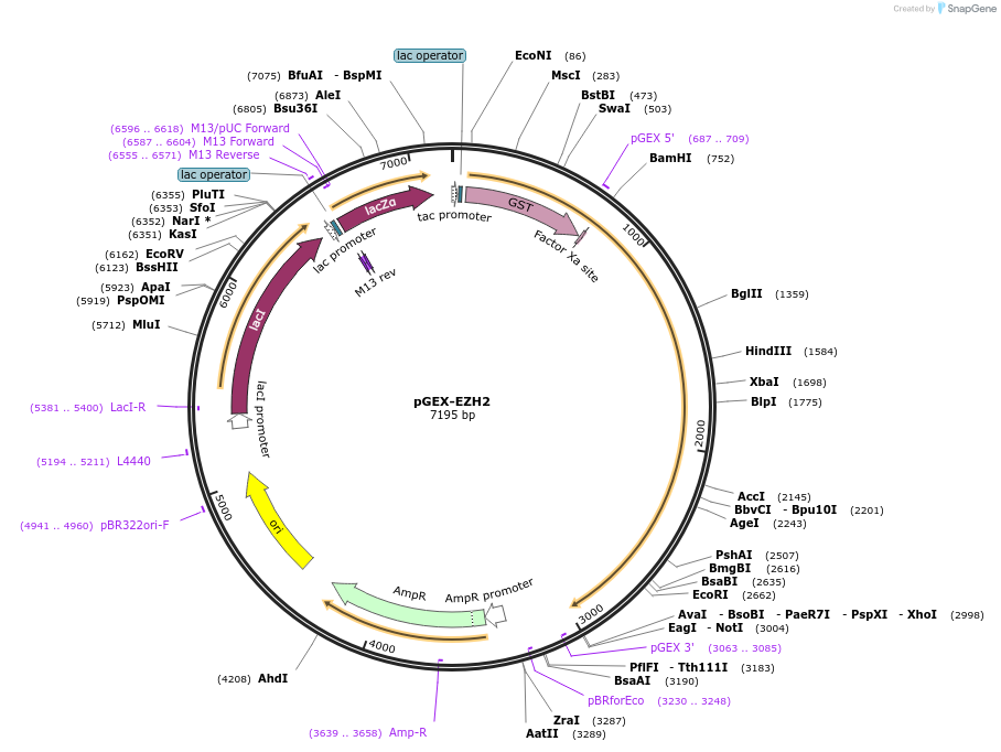 28060-plasmid-map-sequence-id-350719