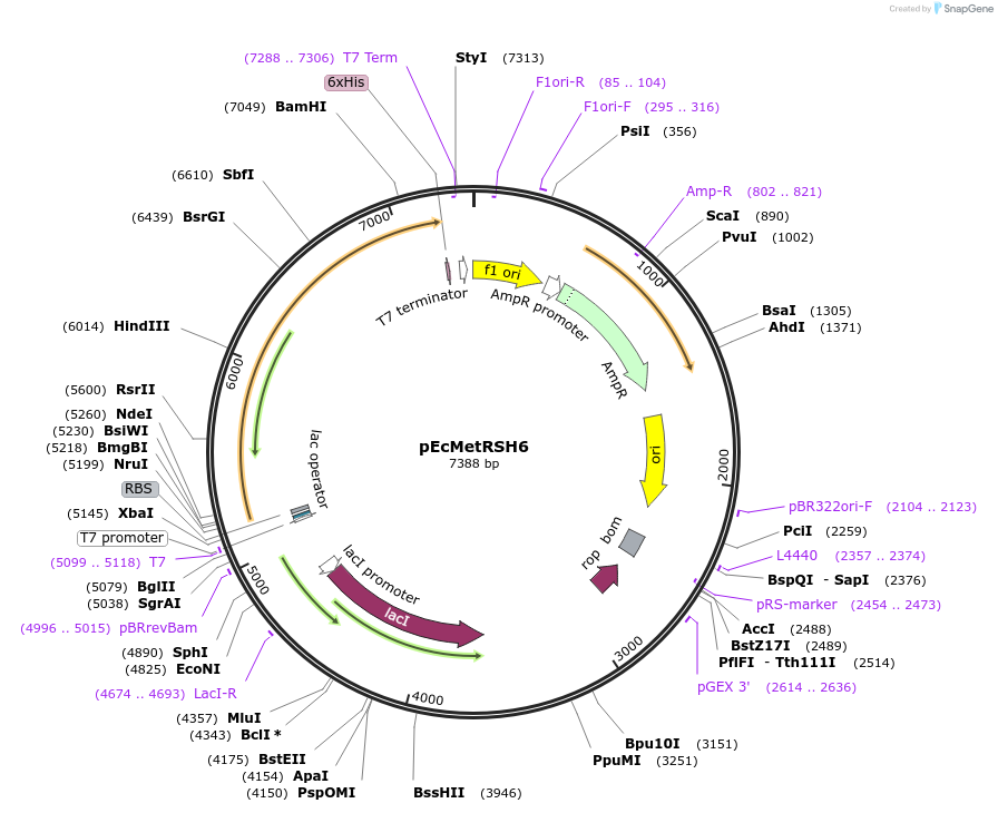 177593-plasmid-map-sequence-id-350724