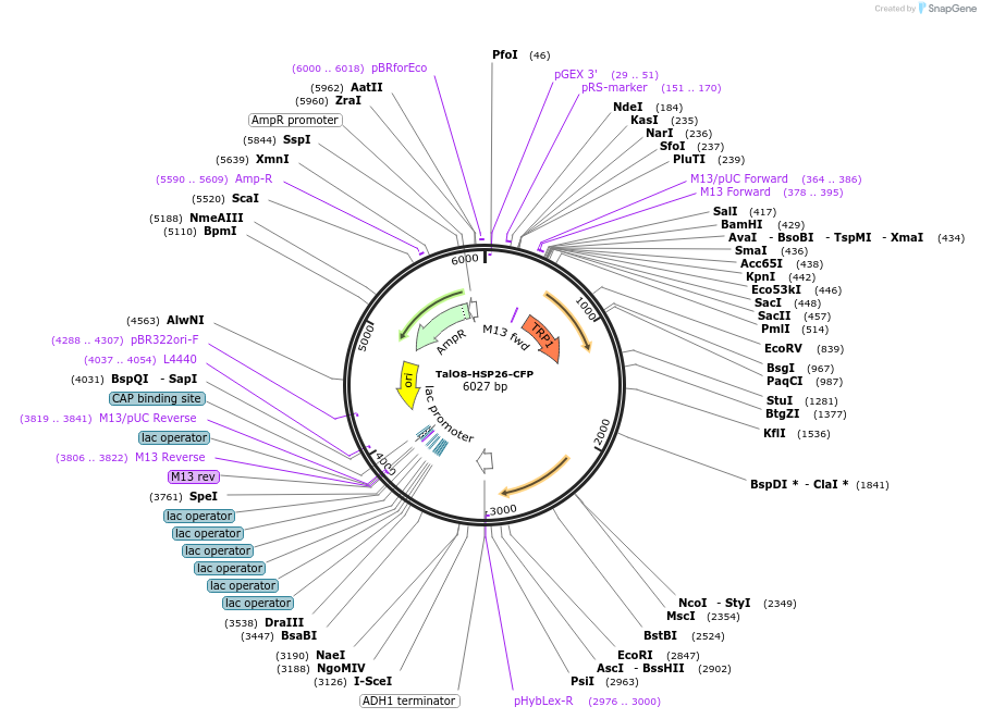 178306-plasmid-map-sequence-id-350727