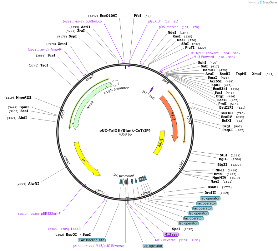 178303-plasmid-map-sequence-id-350728