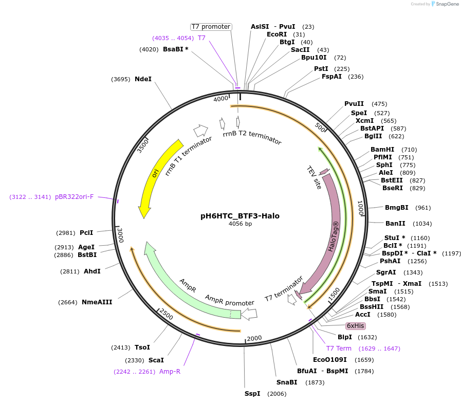 175324-plasmid-map-sequence-id-350741