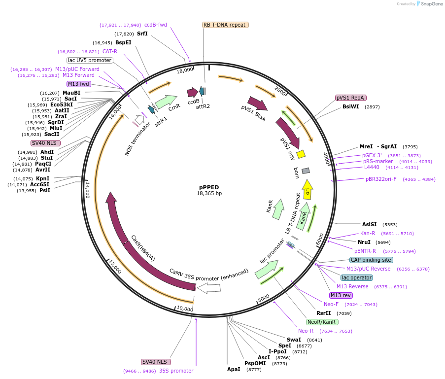 162468-plasmid-map-sequence-id-350748