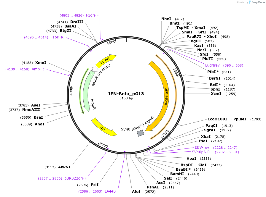 102597-plasmid-map-sequence-id-350781