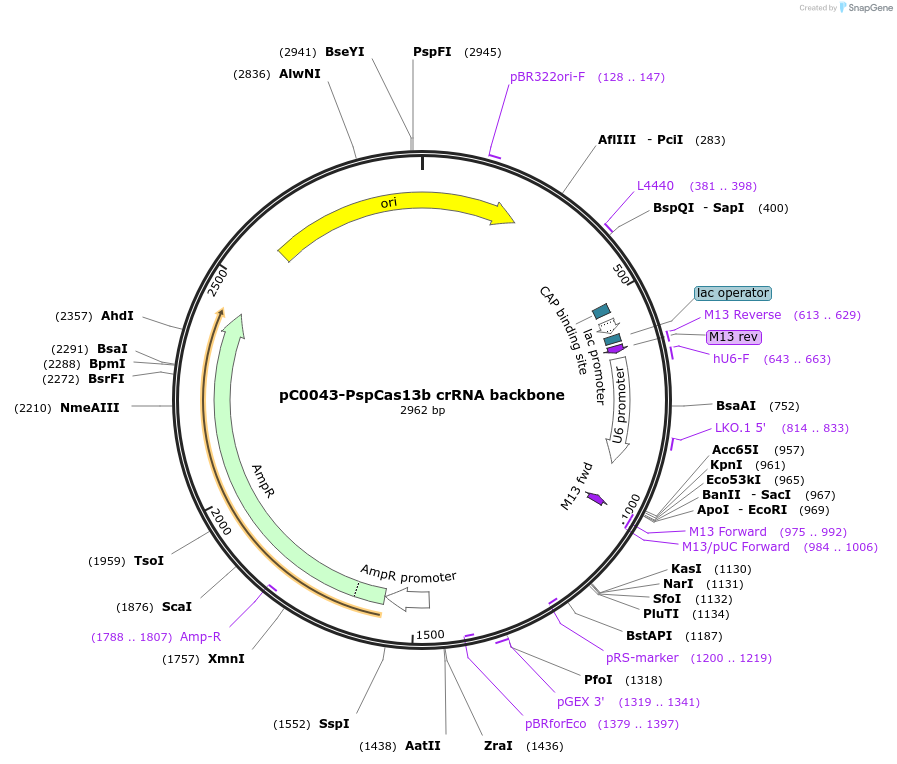 103854-plasmid-map-sequence-id-350782