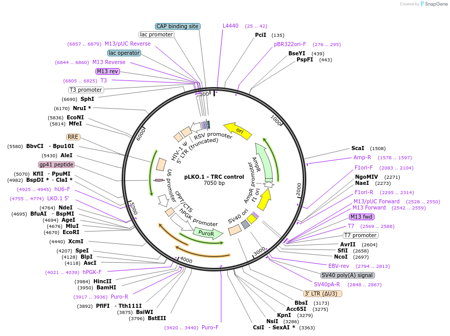 10879-plasmid-map-sequence-id-350784