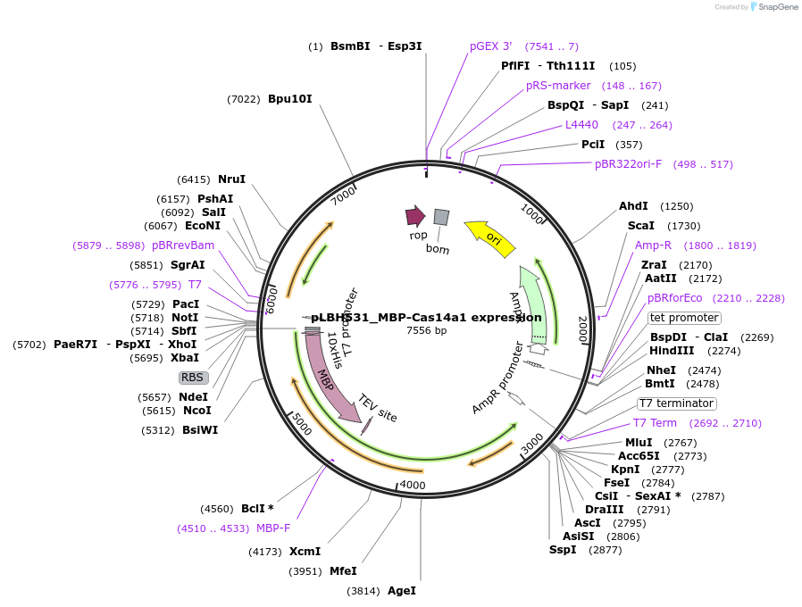112500-plasmid-map-sequence-id-350785