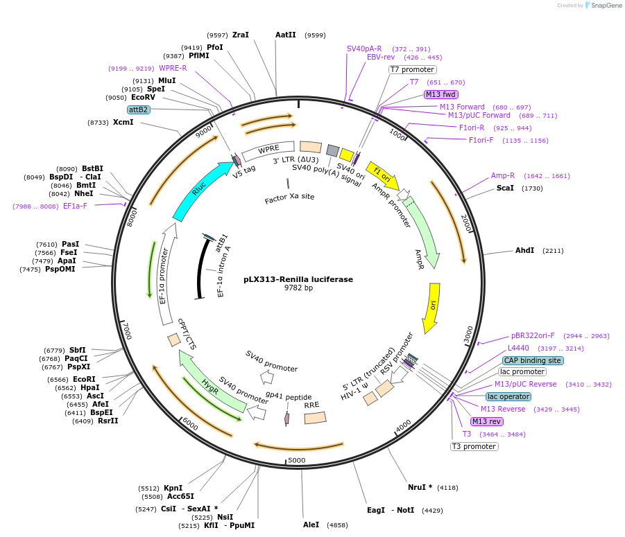 118016-plasmid-map-sequence-id-350787