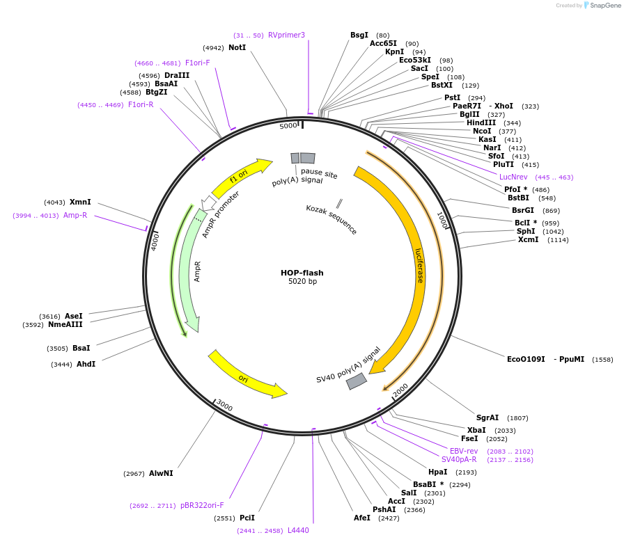 83467-plasmid-map-sequence-id-350804