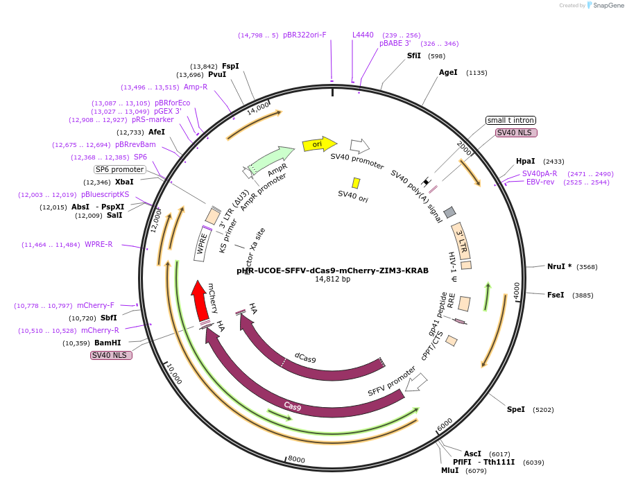 154473-plasmid-map-sequence-id-350806
