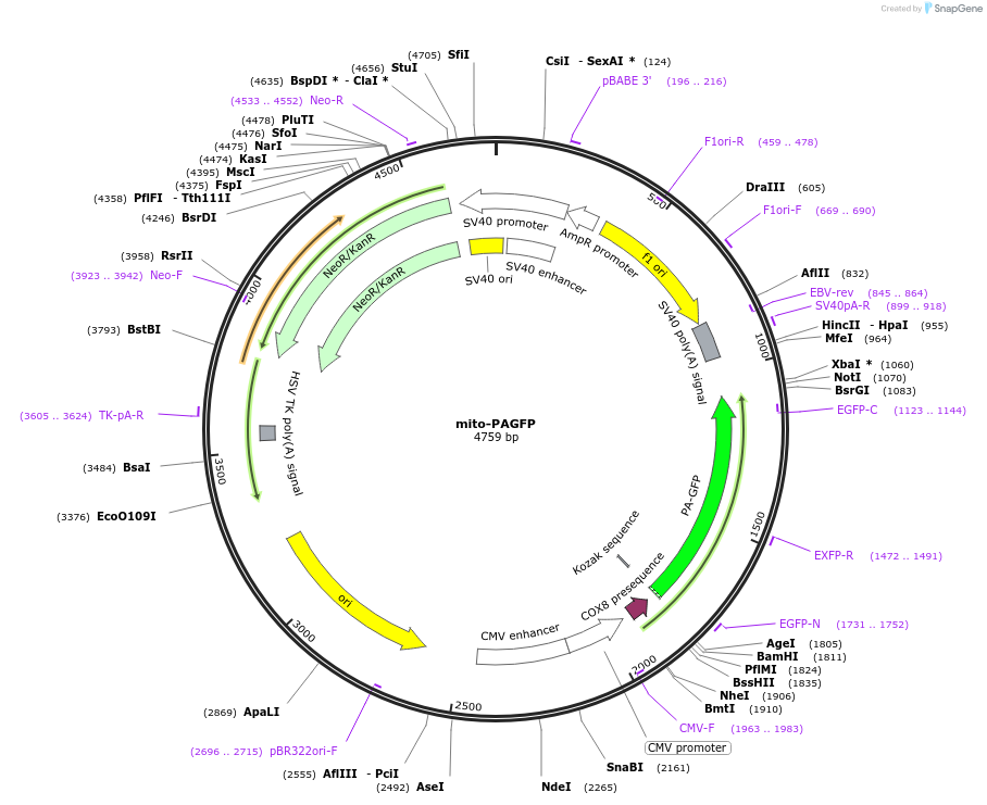 23348-plasmid-map-sequence-id-350814