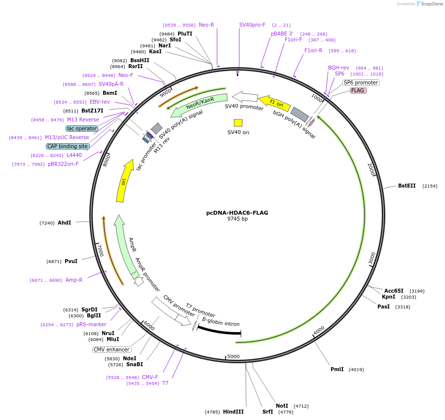 30482-plasmid-map-sequence-id-350817