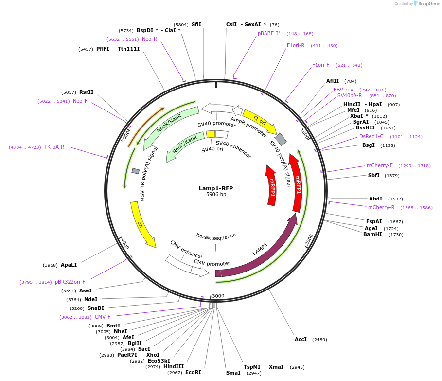 1817-plasmid-map-sequence-id-350820