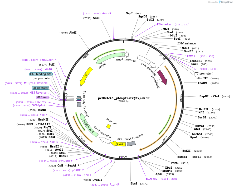 67297-plasmid-map-sequence-id-350826