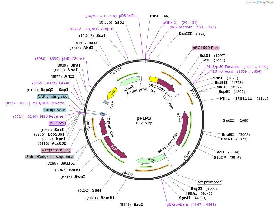 64946-plasmid-map-sequence-id-350834