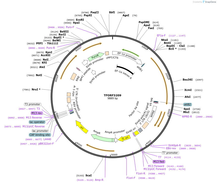 144685-plasmid-map-sequence-id-350841