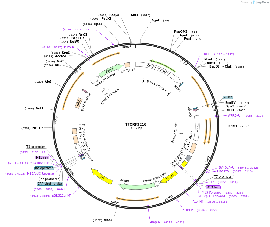 144692-plasmid-map-sequence-id-350848