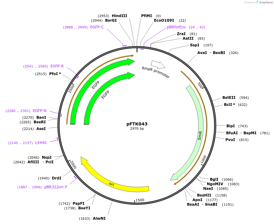 171315-plasmid-map-sequence-id-350872