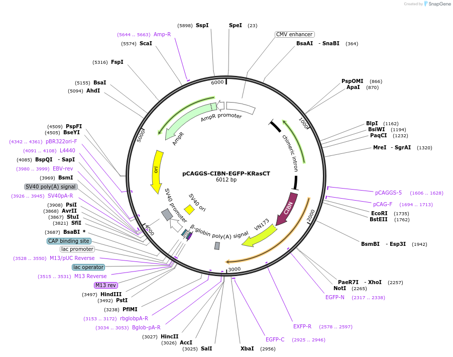 178527-plasmid-map-sequence-id-350882