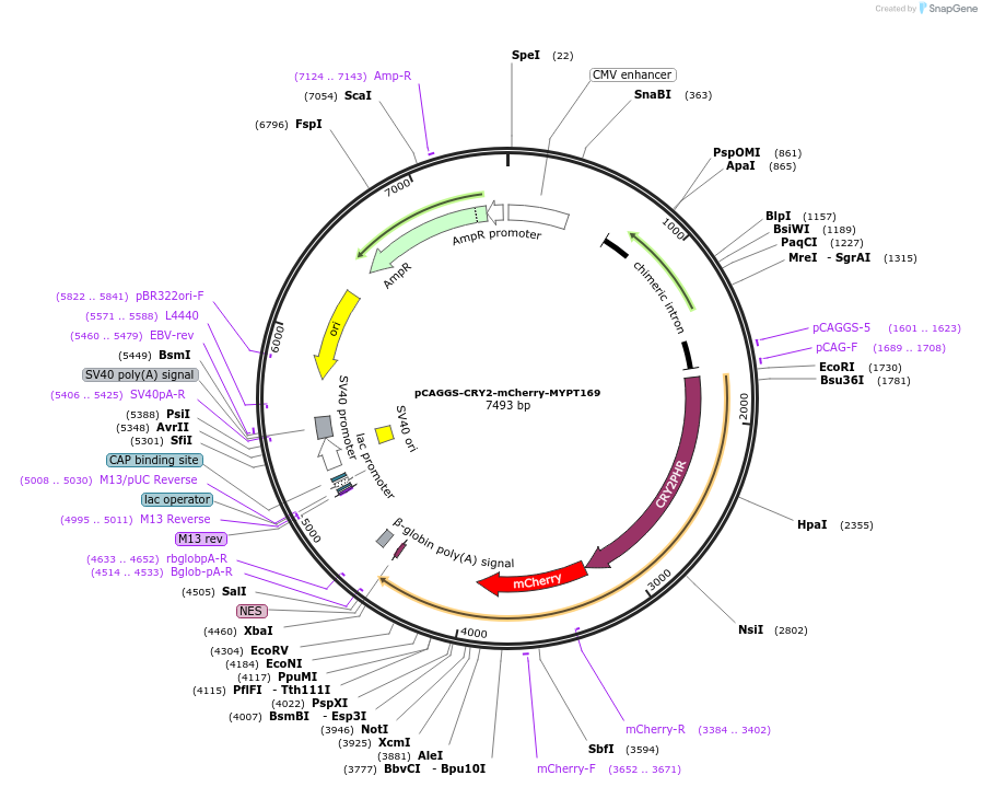 178526-plasmid-map-sequence-id-350937