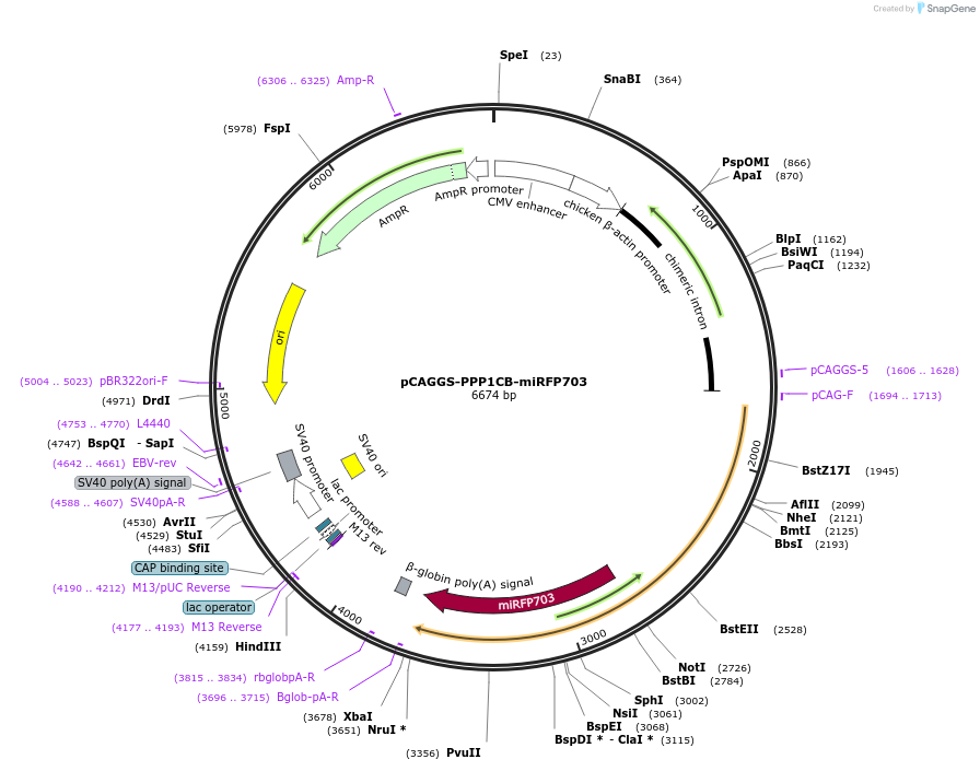 178524-plasmid-map-sequence-id-350940