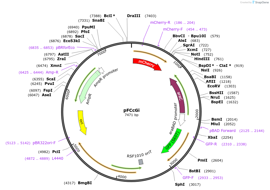 59324-plasmid-map-sequence-id-350943