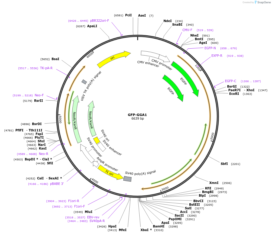 178459-plasmid-map-sequence-id-350945