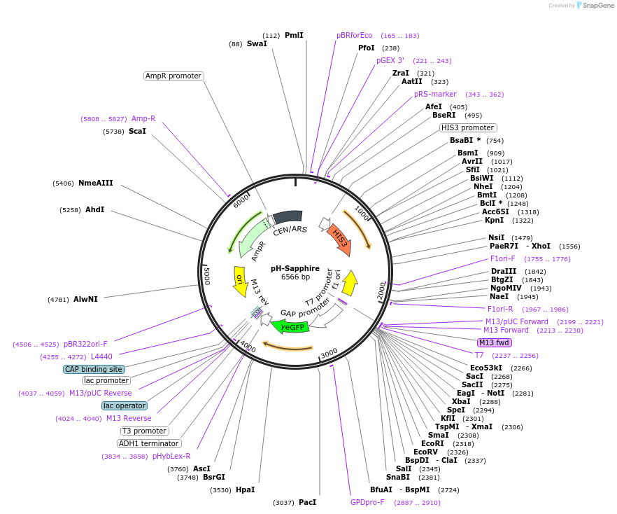 176566-plasmid-map-sequence-id-350974