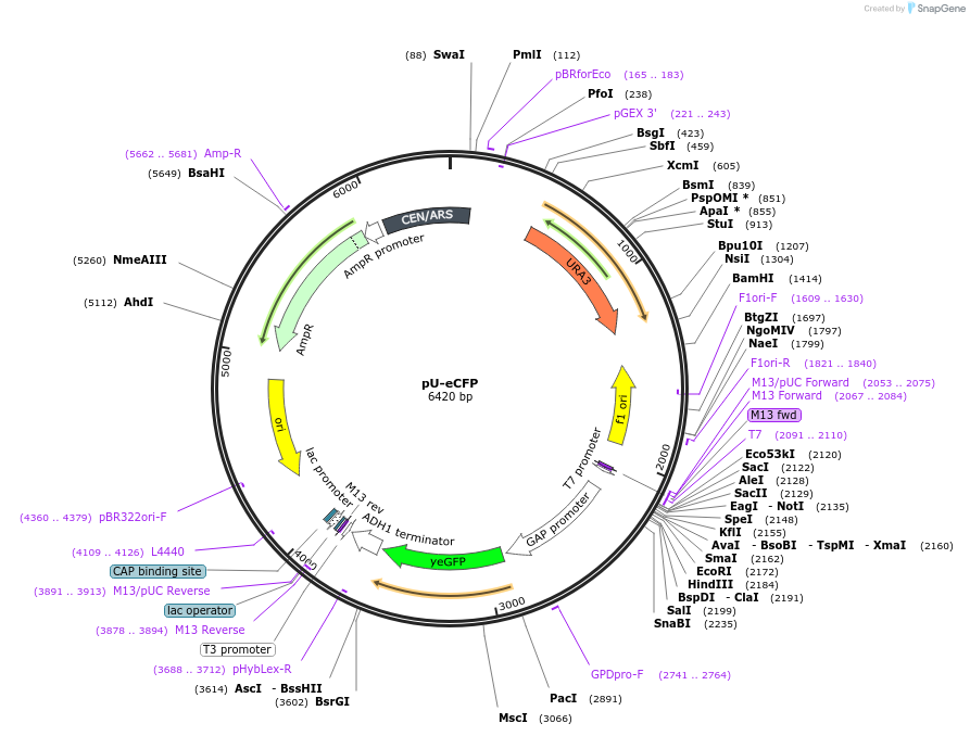 176557-plasmid-map-sequence-id-350988