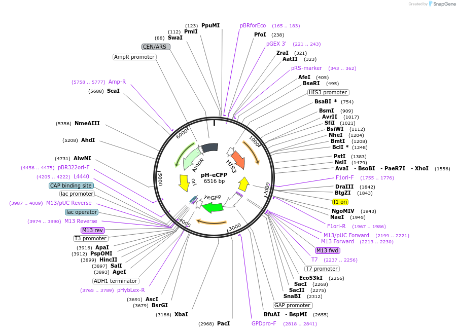 176555-plasmid-map-sequence-id-350991