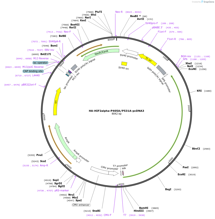18956-plasmid-map-sequence-id-350997