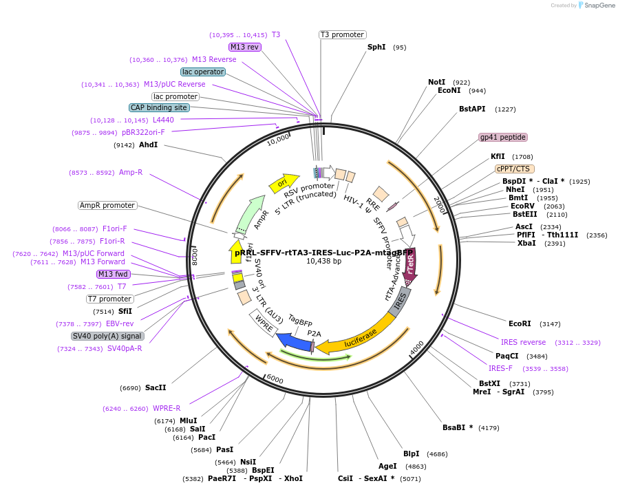 176027-plasmid-map-sequence-id-351264