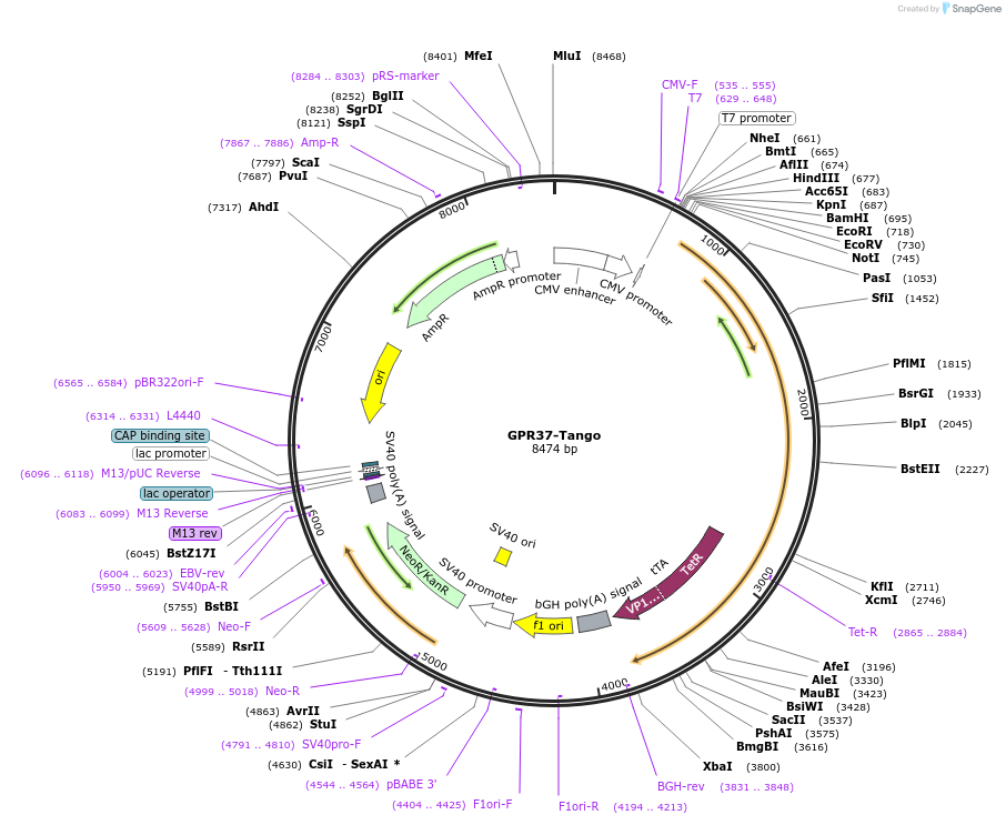 66355-plasmid-map-sequence-id-351271