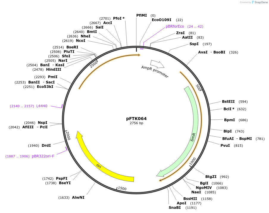 171336-plasmid-map-sequence-id-351277