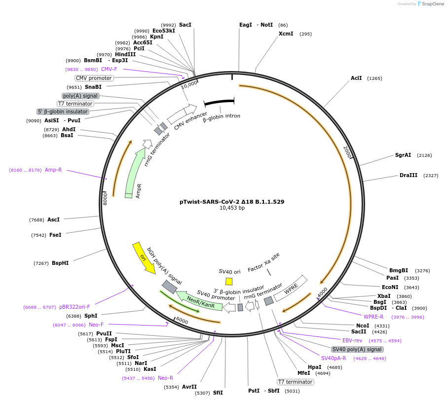 179907-plasmid-map-sequence-id-351282
