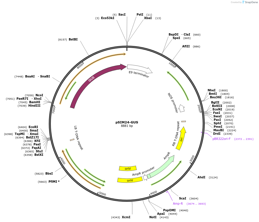 67882-plasmid-map-sequence-id-351299