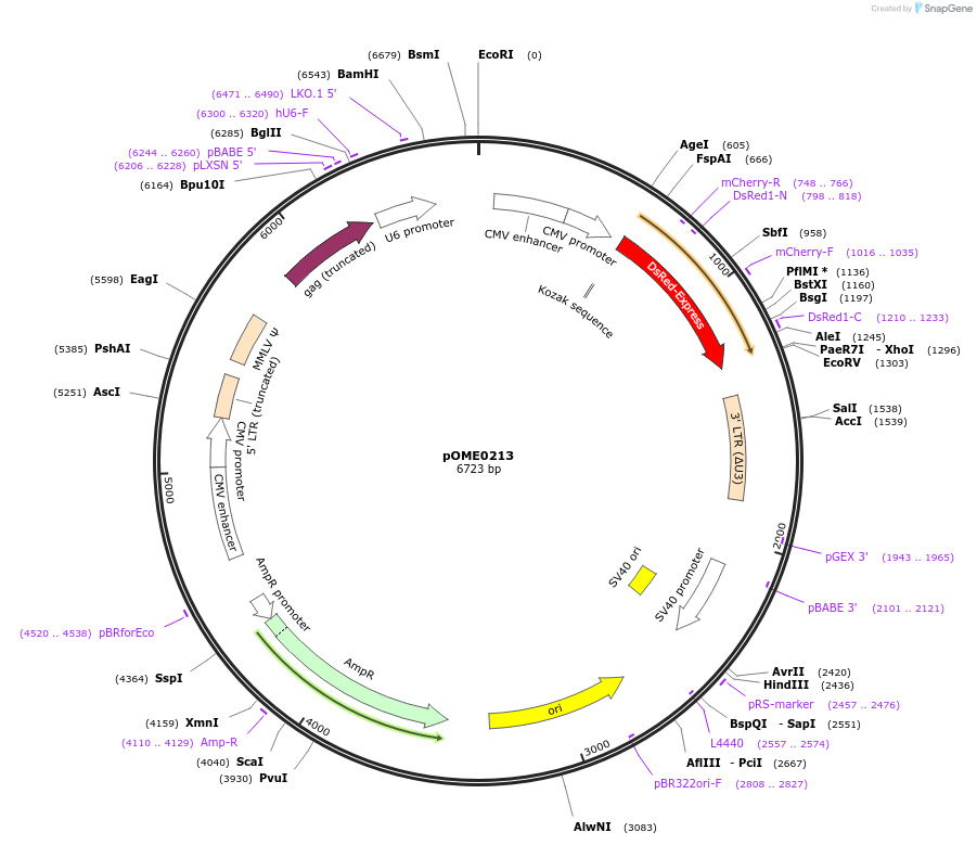 178413-plasmid-map-sequence-id-351302