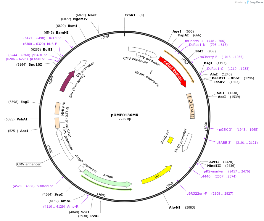 178399-plasmid-map-sequence-id-351304