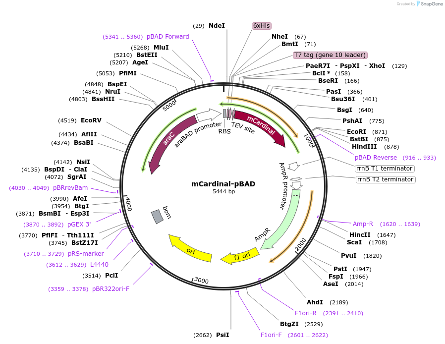54800-plasmid-map-sequence-id-351305