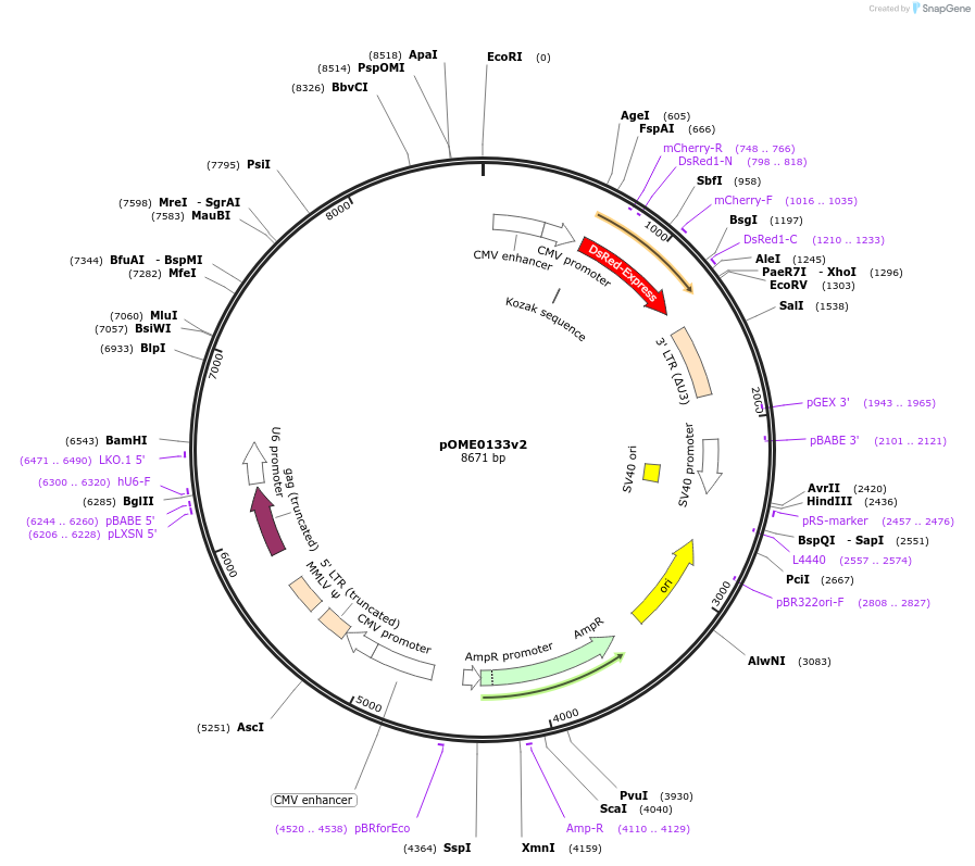 178395-plasmid-map-sequence-id-351306