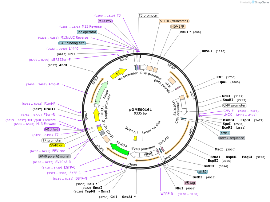 178387-plasmid-map-sequence-id-351316