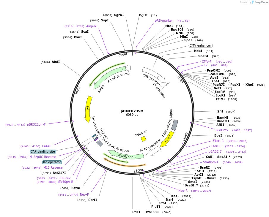 178417-plasmid-map-sequence-id-351325