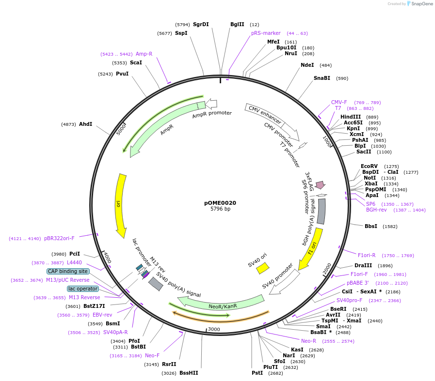178390-plasmid-map-sequence-id-351329