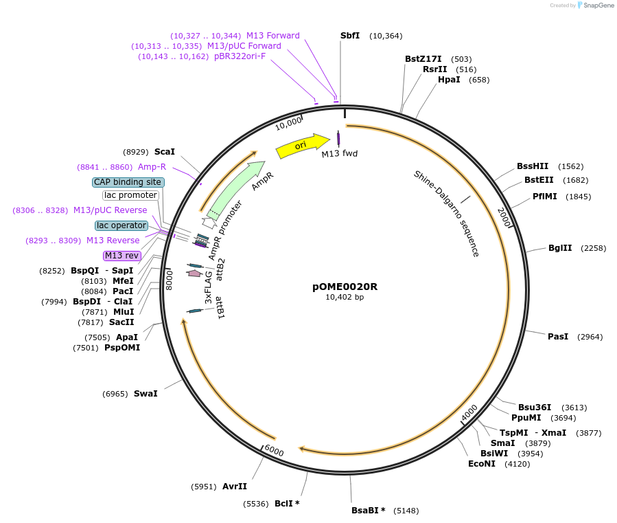 178391-plasmid-map-sequence-id-351331