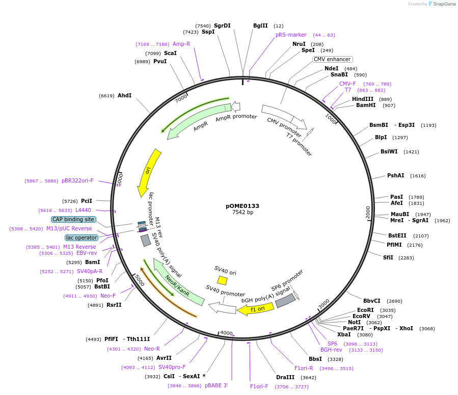 178394-plasmid-map-sequence-id-351336