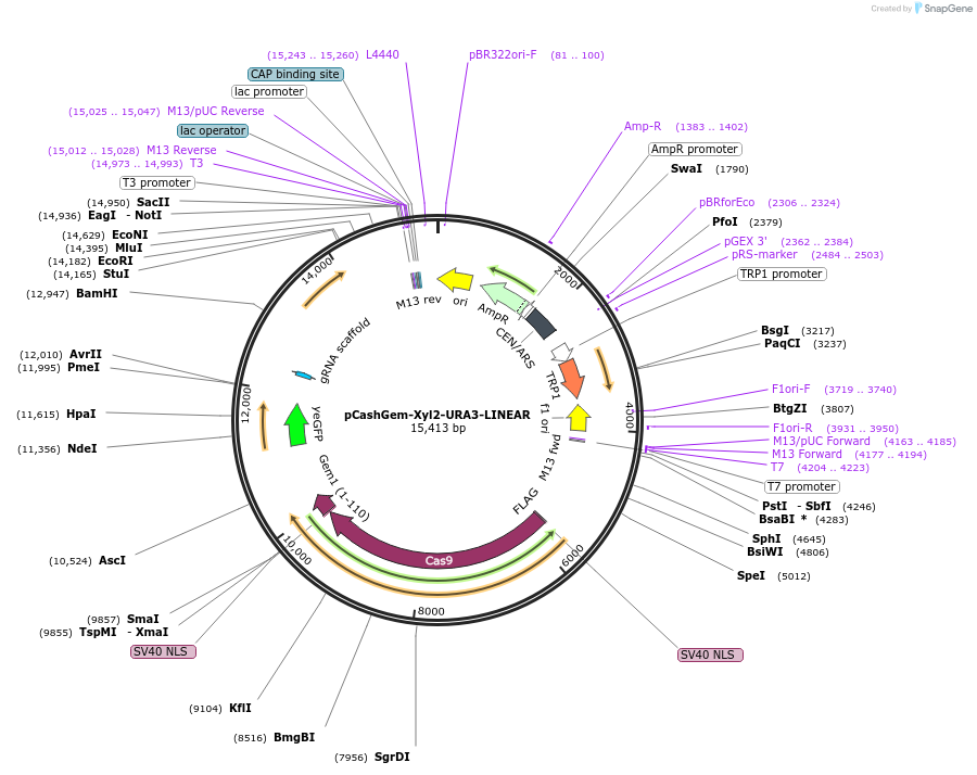 174840-plasmid-map-sequence-id-351363