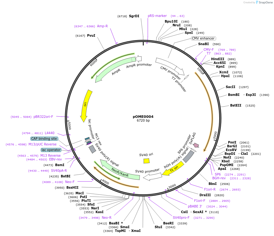 178372-plasmid-map-sequence-id-351370